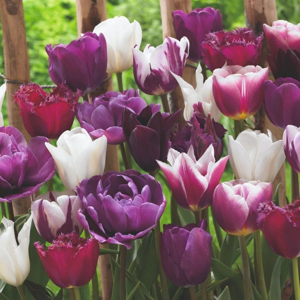 Thompson and Morgan Tulip Purple Passion Planting Bulb 20 Pack Image 3