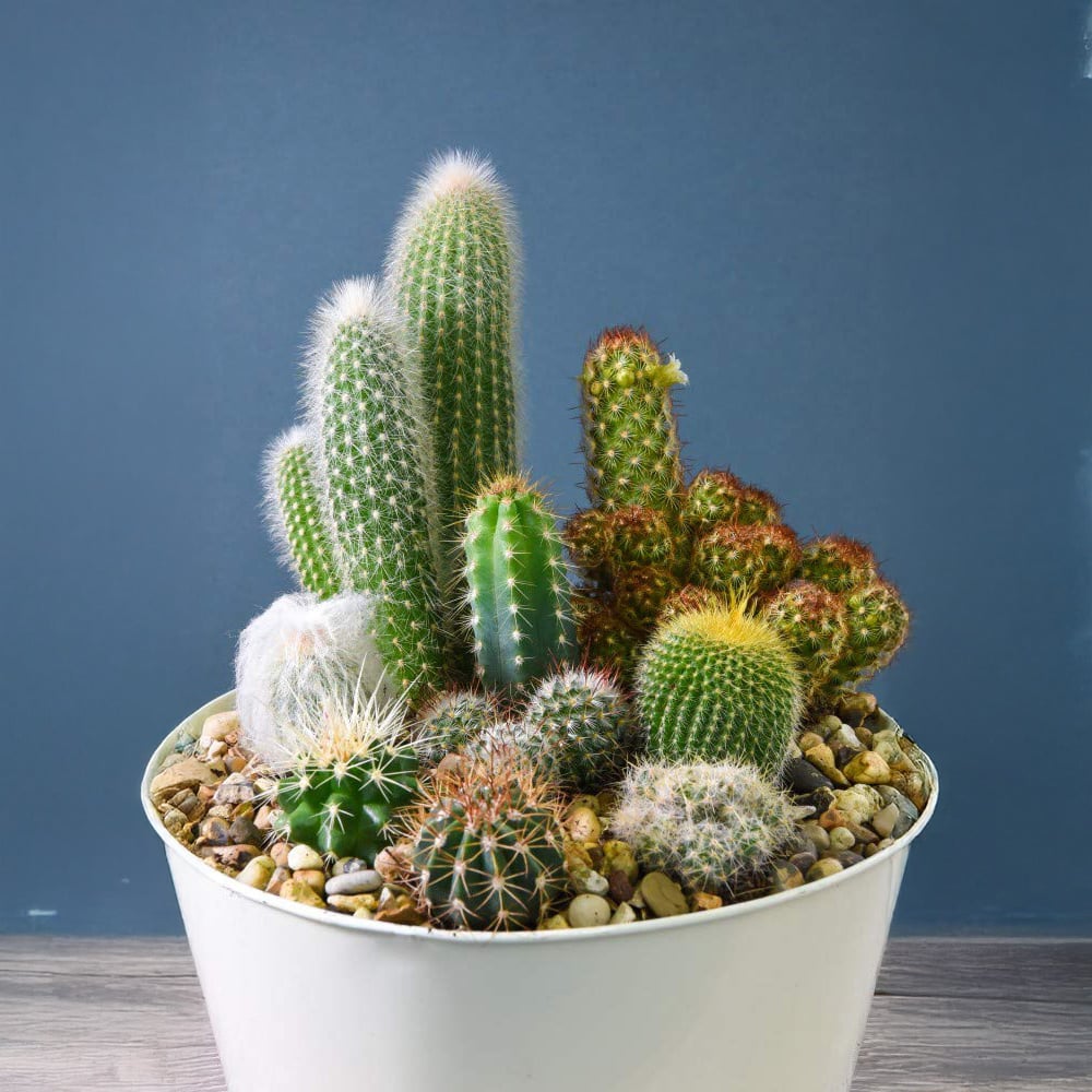 Thompson & Morgan Cactus Mixed Potted Plant 5.5cm 3 Pack Image 7