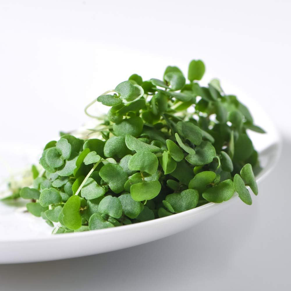 Thompson & Morgan Microgreens Broccoli Green 300 Seeds Packet Image 2