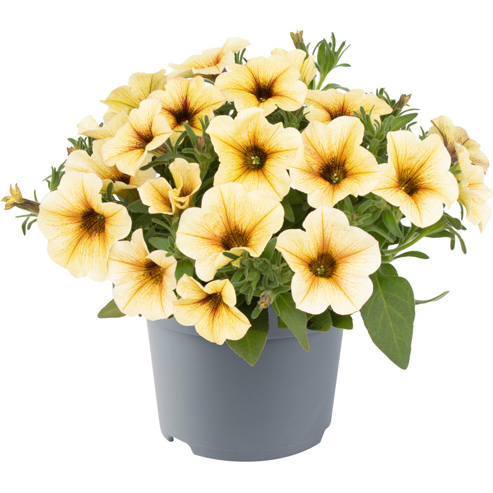 Petunia Raintastic Plant Image 5