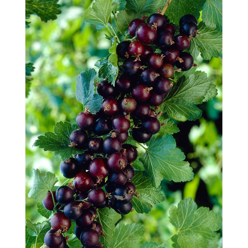 Thompson & Morgan Jostaberry Ribes Casseille Plant Pot 3L Image 2
