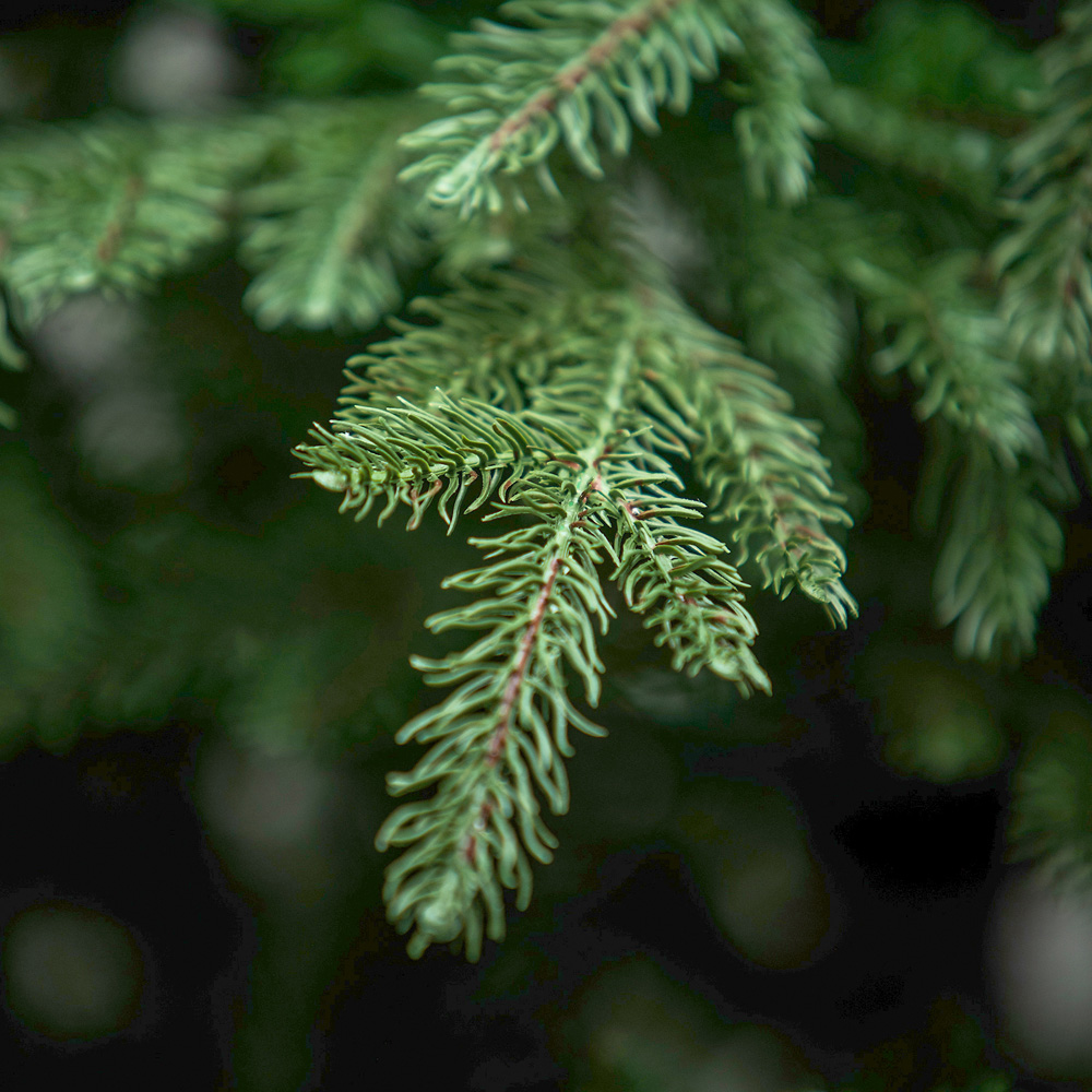 The Christmas Centre Highclere Green Wide Spruce Artificial Xmas Tree 6ft Image 4