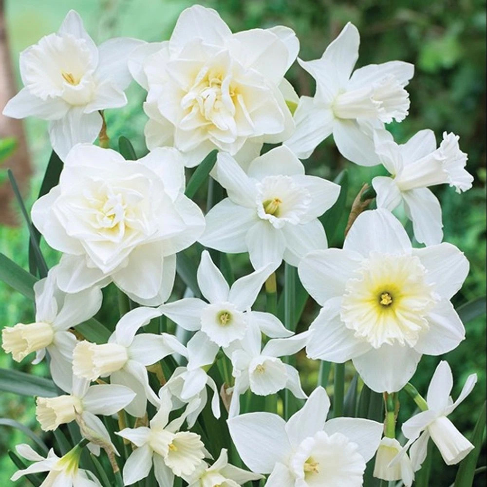 Thompson and Morgan Daffodil White Diamonds Mixture Autumn Planting Bulb 16 Pack Image 4