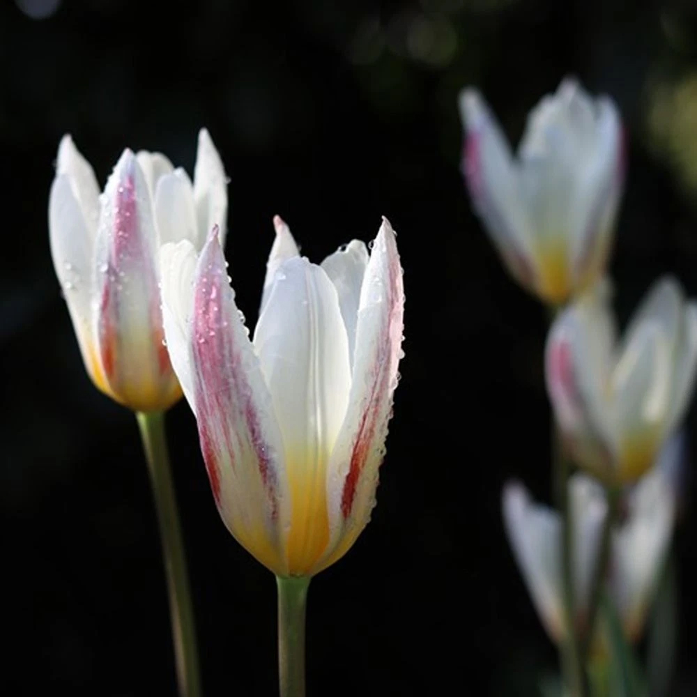 Thompson and Morgan Tulip Ice Stick Planting Bulb 8 Pack Image 5