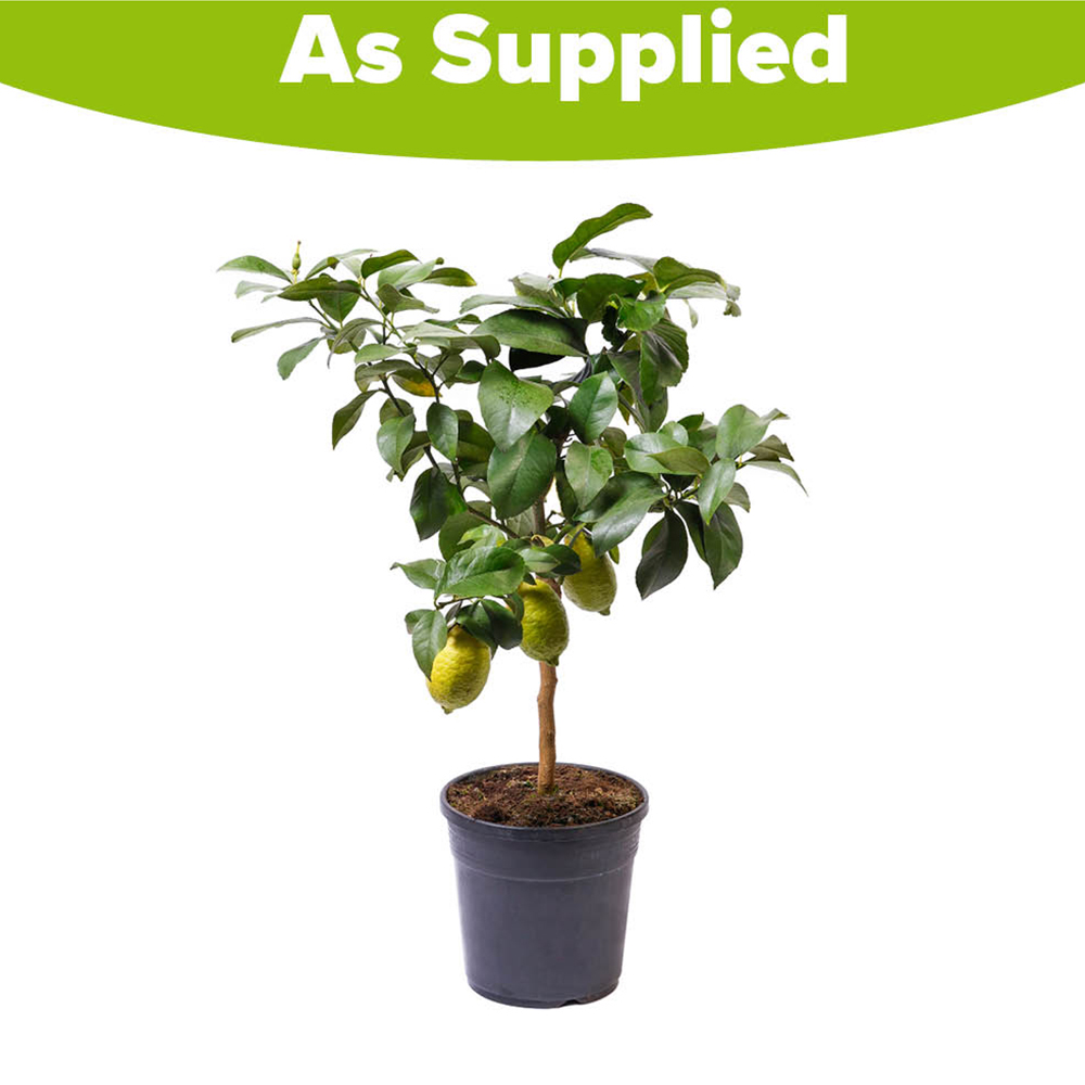 YouGarden Citrus Lemon Tree in Pot Image 3