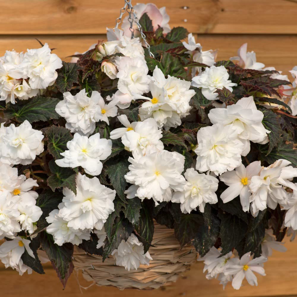 Thompson and Morgan Begonia Nonstop Joy Mocca White Garden Ready Plant 15 Pack Image 4