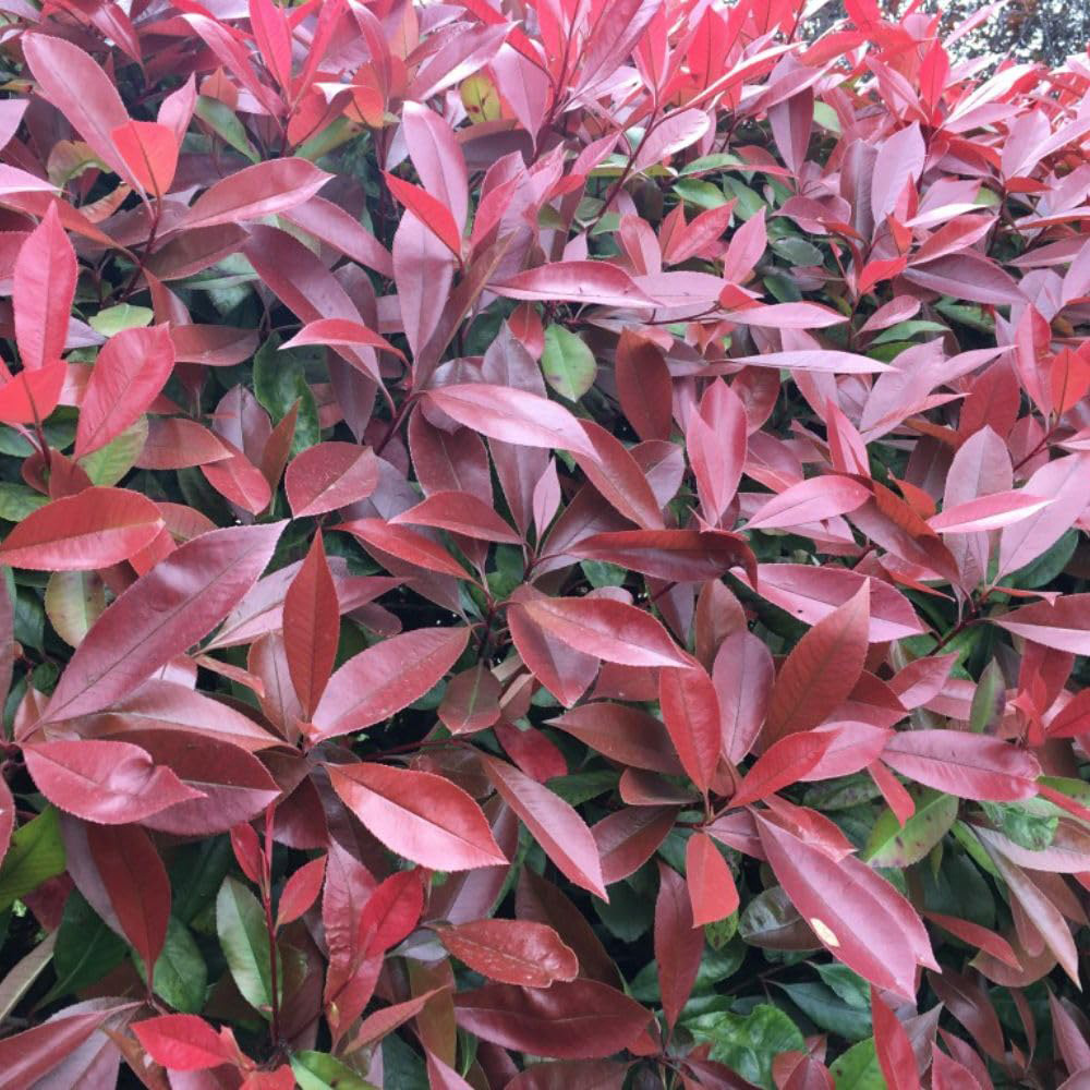 Thompson and Morgan Photinia Fraseri Red Robin Plant Pot 3L 4 Pack Image 5