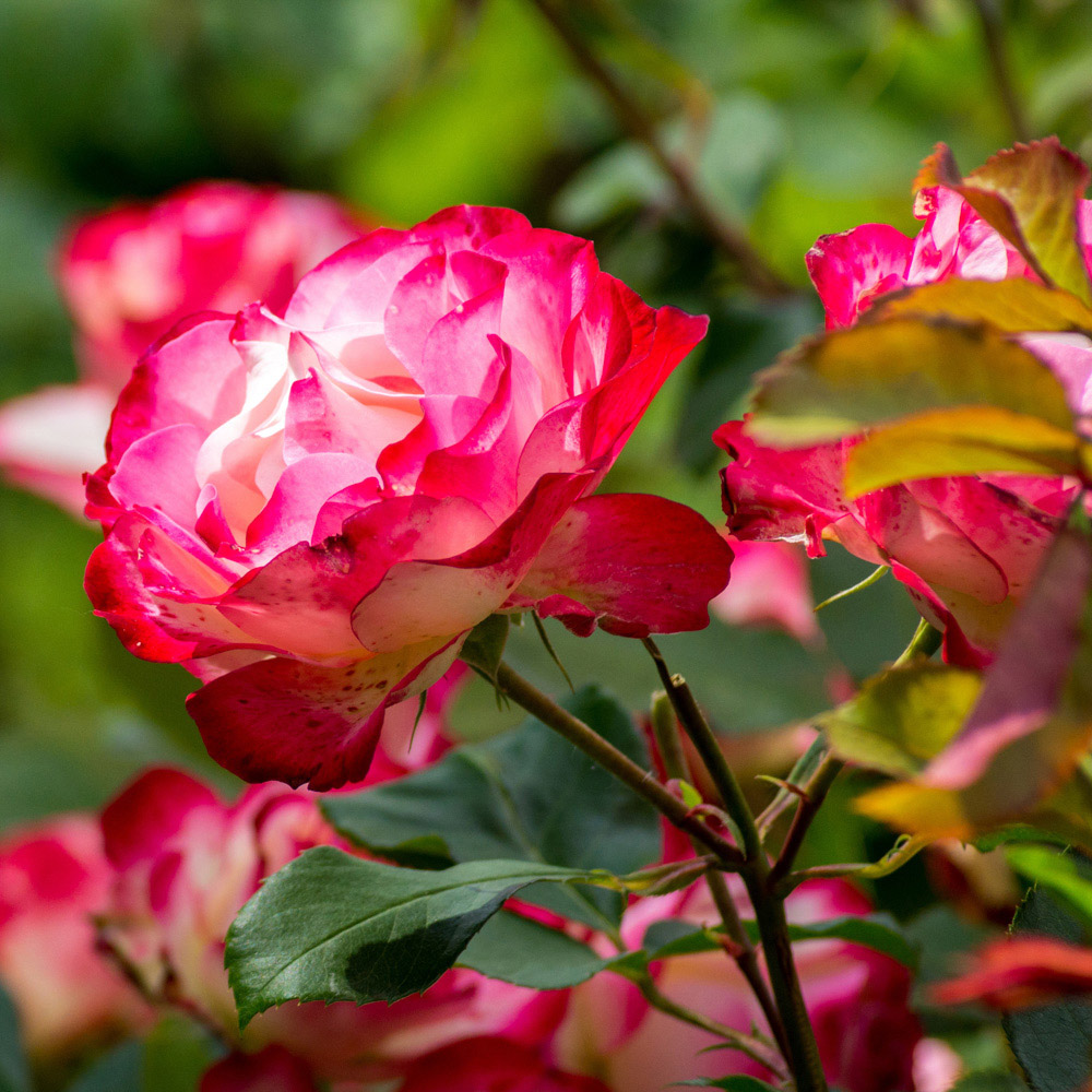 YouGarden Double Delight Bare Root Rose 2 Pack Image 3