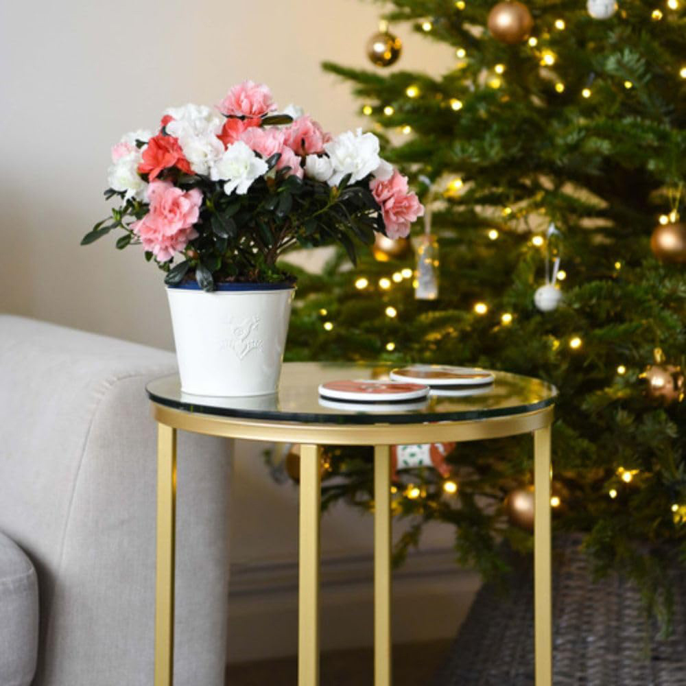 Thompson and Morgan Christmas Gift Azalea Quartet Plant Pot 14cm 2 Pack Image 3