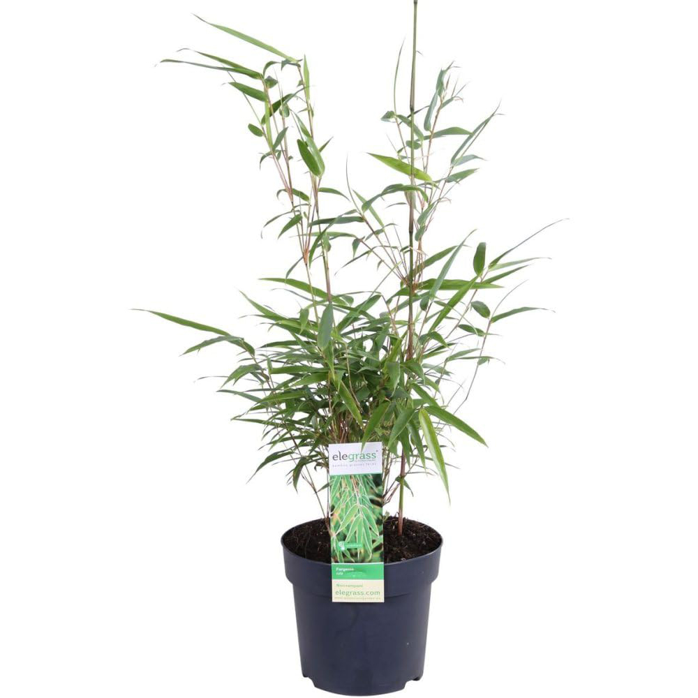 Thompson and Morgan Fargesia Rufa Plant Pot 19cm 2 Pack Image 3