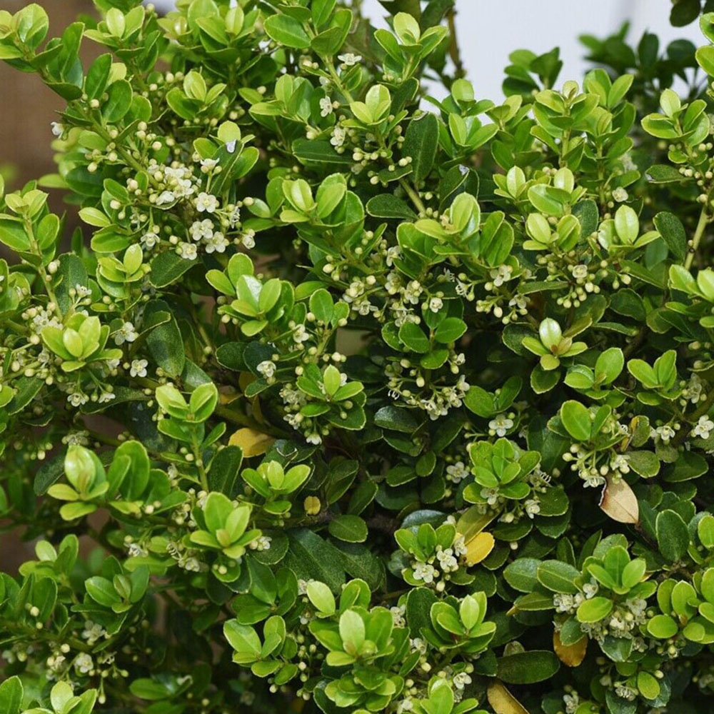 Inspirational Gifting Ilex Crenata Box Leafed Japanese Holly 20-30cm 20 Pack Image 2