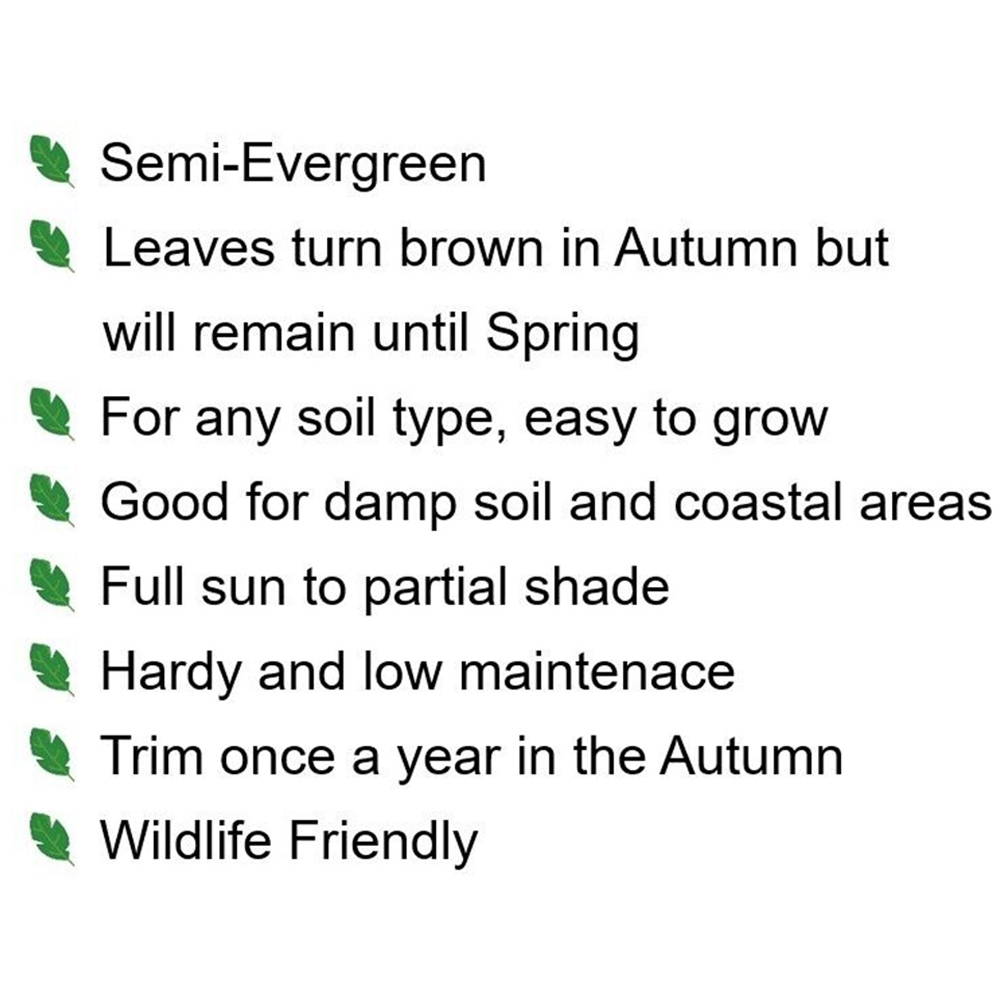 Inspirational Gifting Hornbeam Semi-Evergreen Bare Root Hedge Plant Sapling 4-5ft 20 Pack Image 7