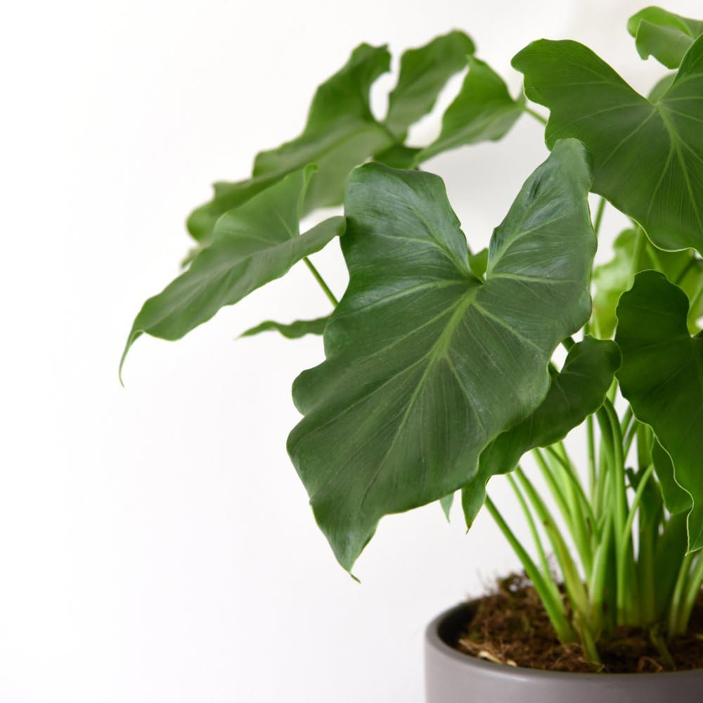 Thompson and Morgan Philodendron Shangri La Plant Pot 14cm Image 3