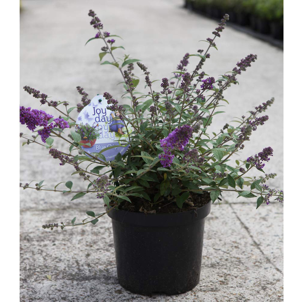 Thompson and Morgan Buddleja Blue Chip Plant Pot 3L Image 5