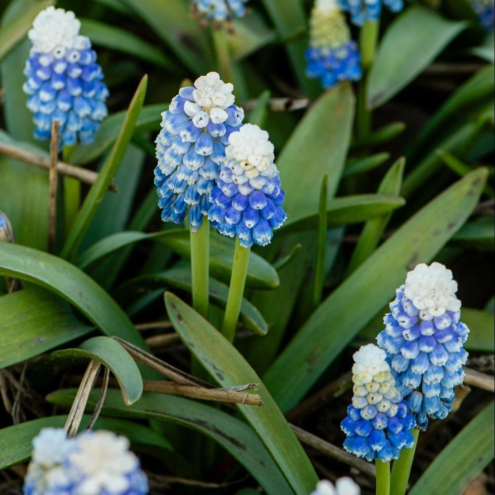 Thompson and Morgan Muscari Mountain Lady Autumn Planting Bulb 8 Pack Image 3