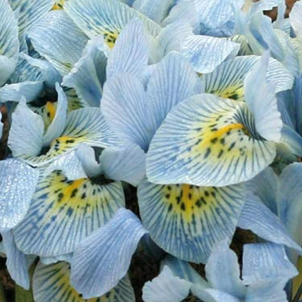 Thompson and Morgan Iris Katharine Hodgkin Autumn Planting Bulb 32 Pack Image 4