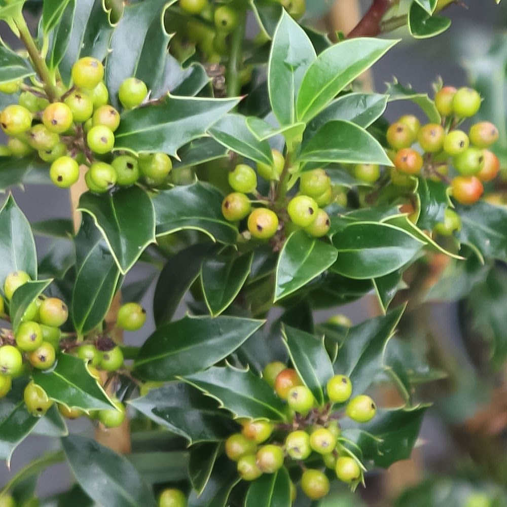 Thompson and Morgan Ilex Aquifolium Alaska Plant Pot 9cm 3 Pack Image 3