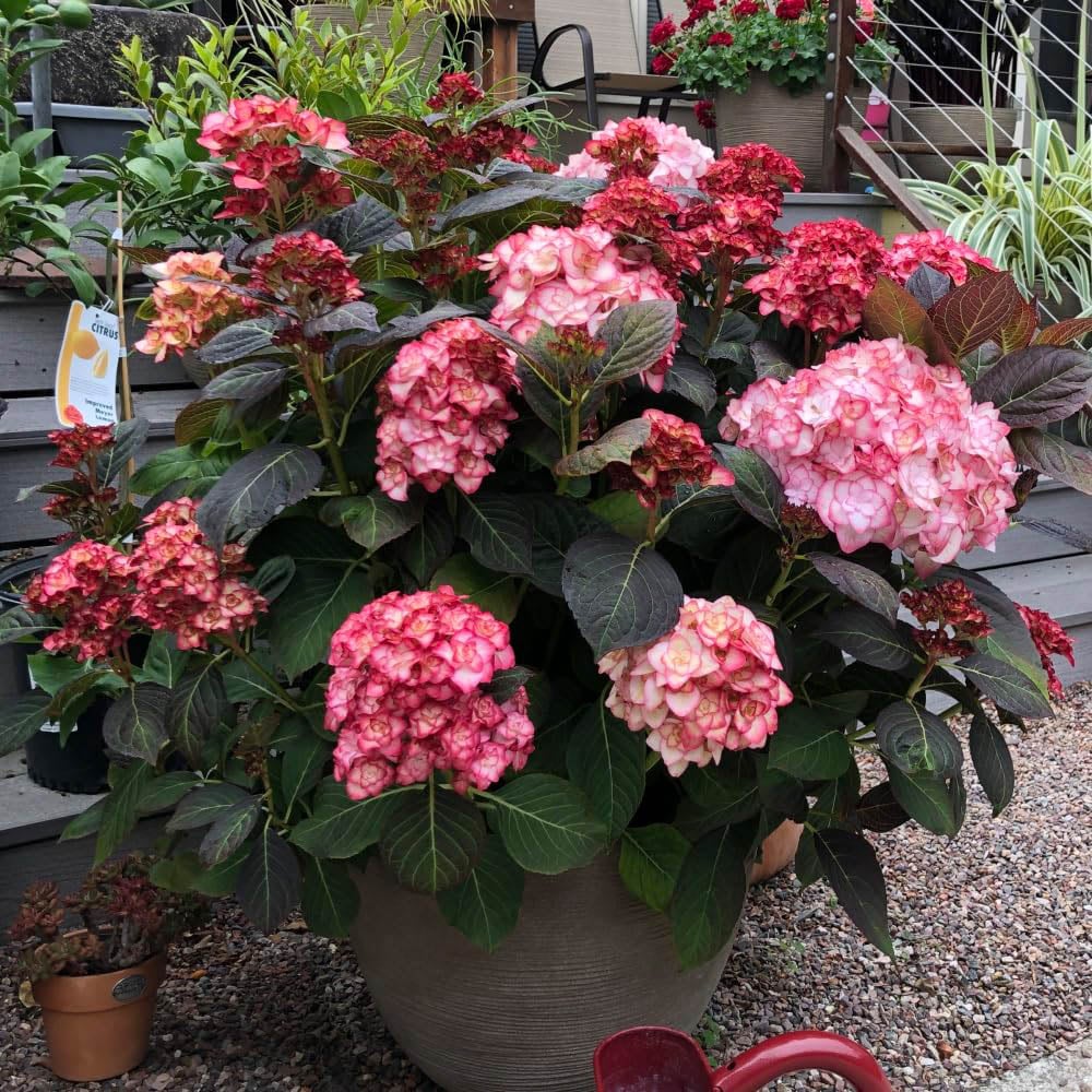 Thompson and Morgan Hydrangea Miss Saori Plant Pot 9cm 2 Pack Image 5