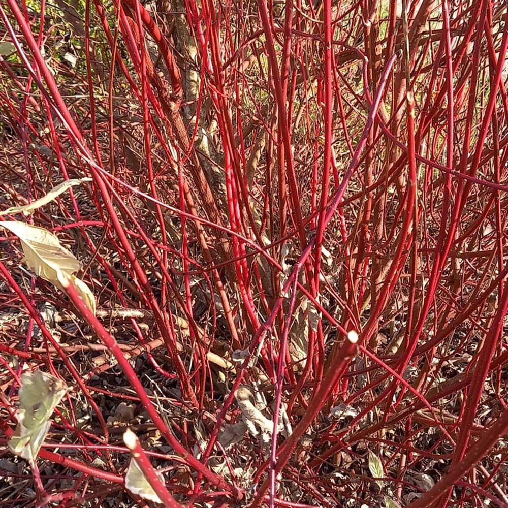 Inspirational Gifting Red Dogwood Bare Root Hedge Plant Sapling 2-3ft 5 Pack Image 2
