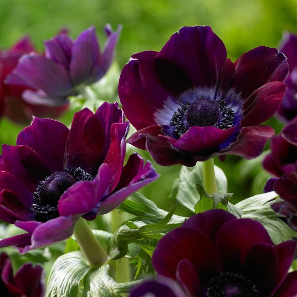 Thompson and Morgan Anemone Coronaria Meron Bordeaux Planting Bulb 8 Pack Image 2
