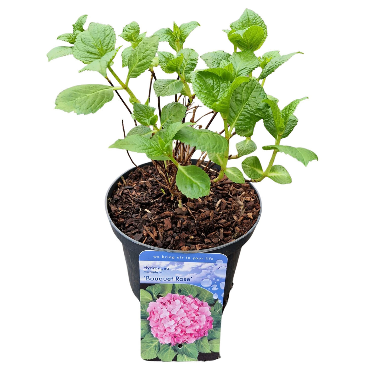 Hydrangea Macrophylla Teller Pink 17cm - Pink Image