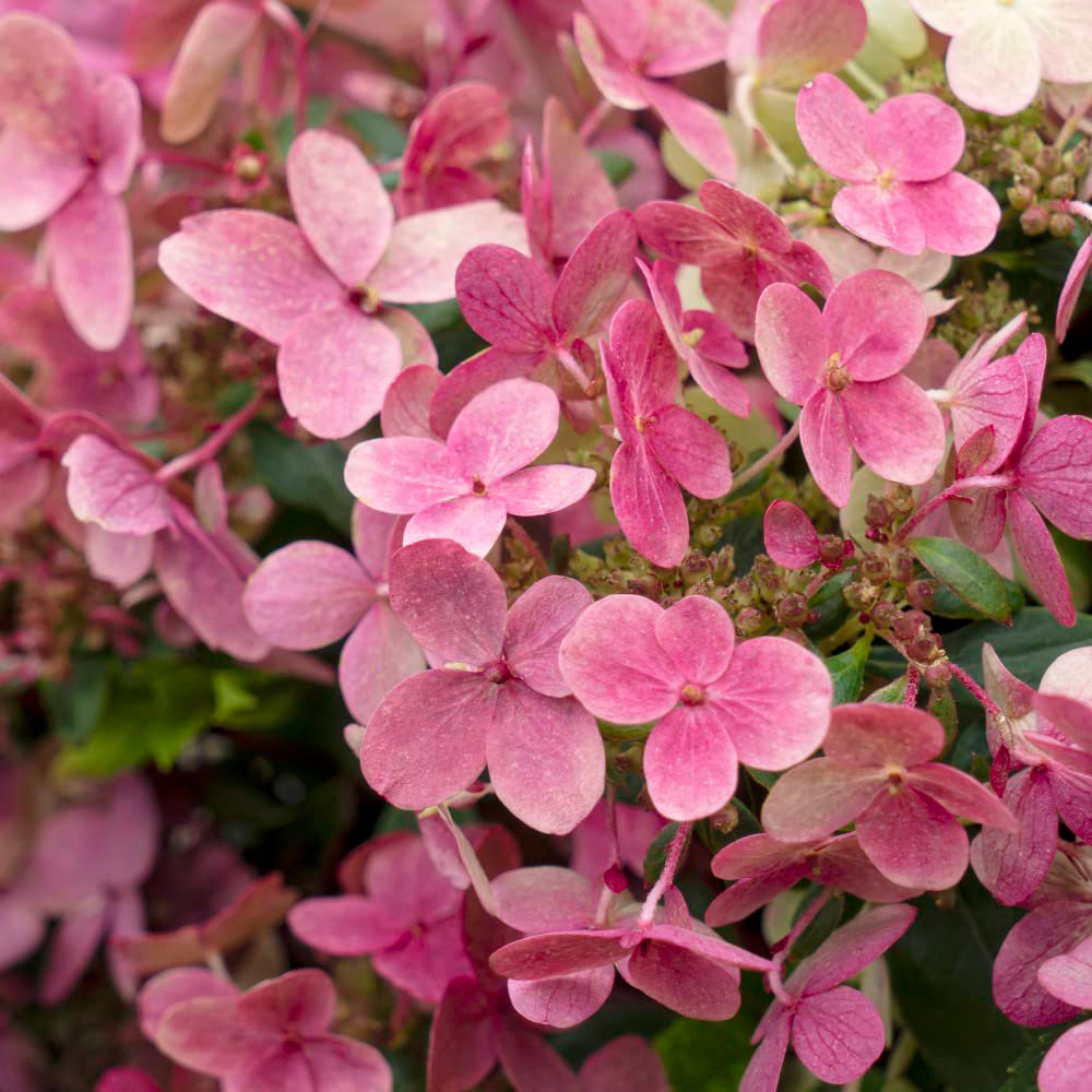 Thompson and Morgan Hydrangea paniculata Polestar Ophelia Plant Pot 3L Image 5