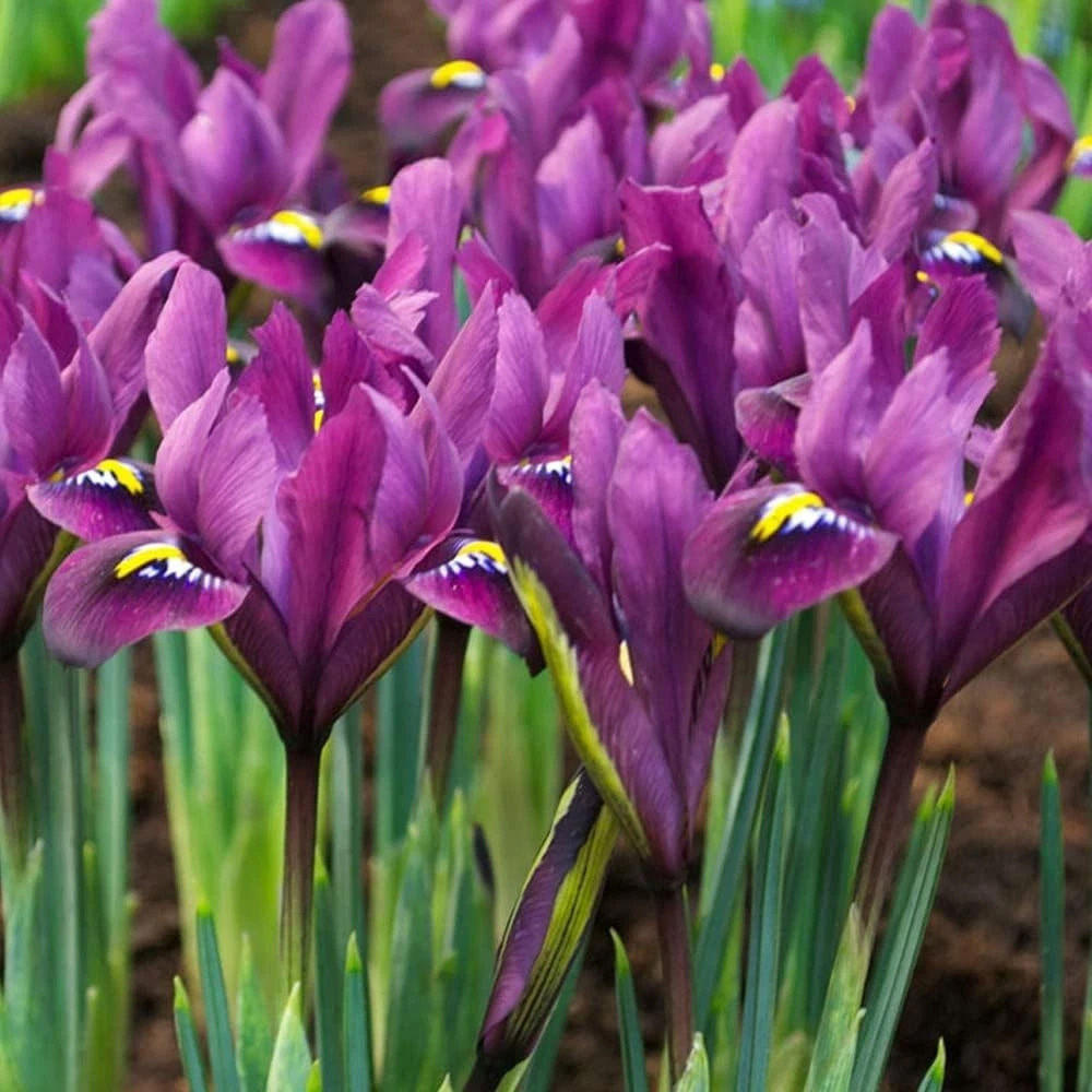Thompson and Morgan Iris Reticulata Purple Hill Autumn Planting Bulb 40 Pack Image 3
