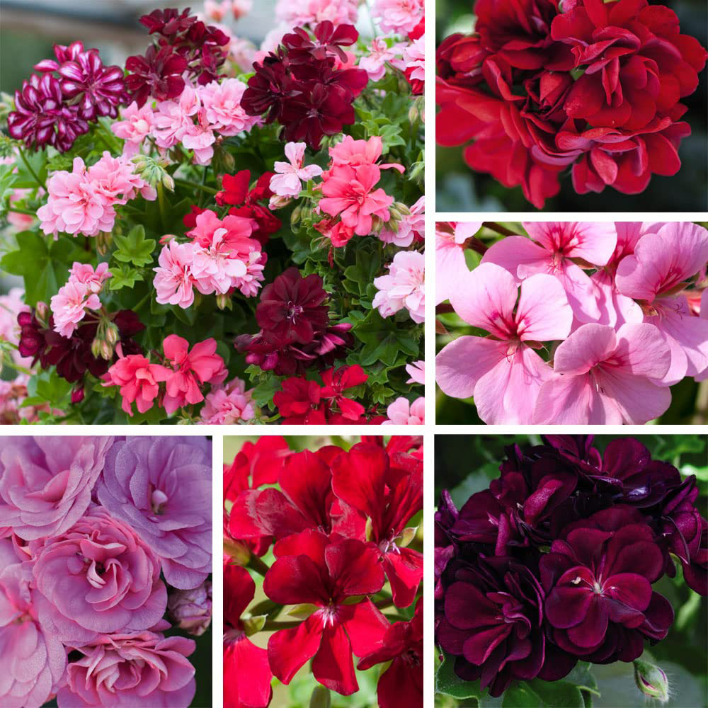 Thompson and Morgan Nurserymans Choice Geranium Jumbo Plant Plugs 10 Pack Image 1