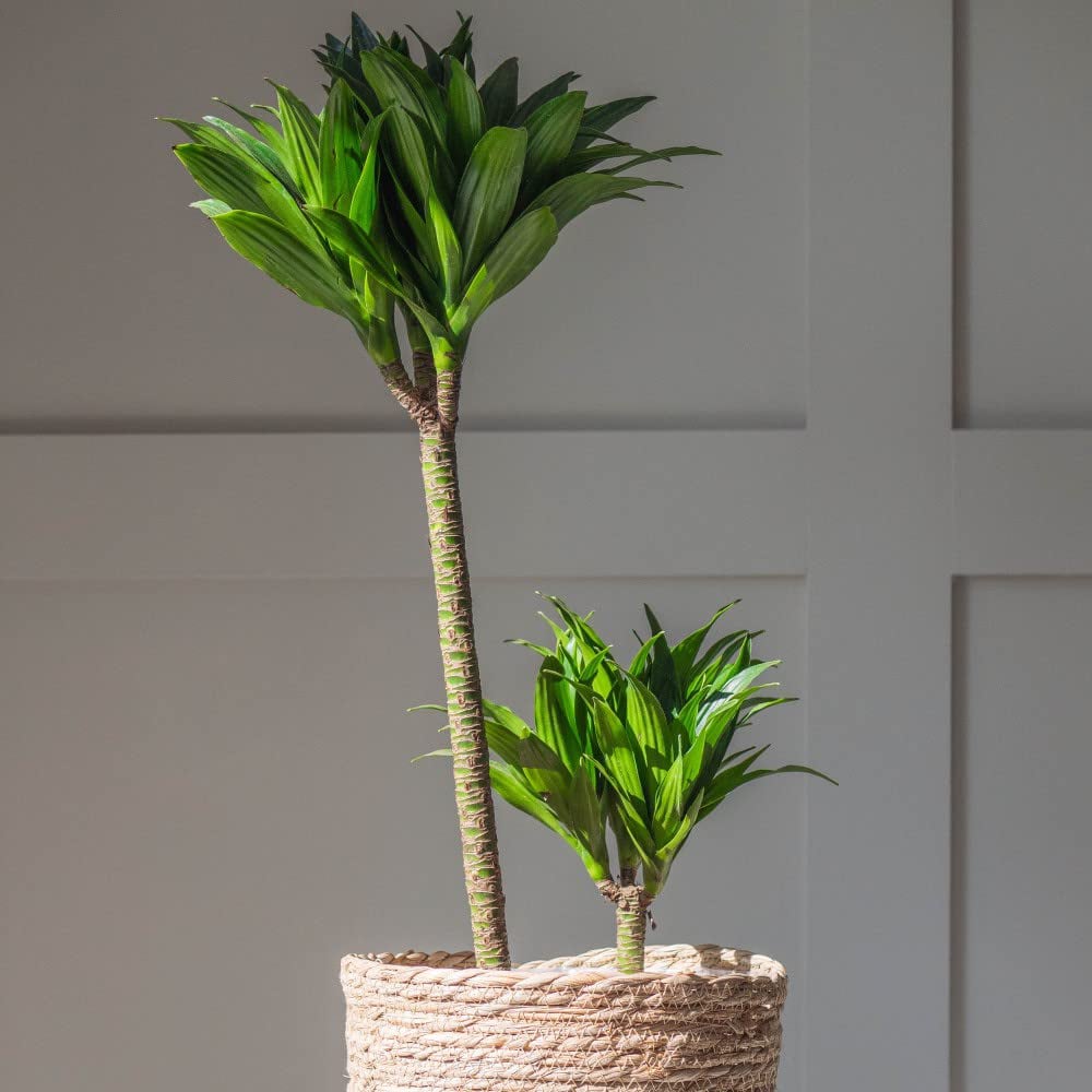 Thompson and Morgan Dracaena Dragon Tree Fragrans Compacta Potted Plant 12cm Image 2