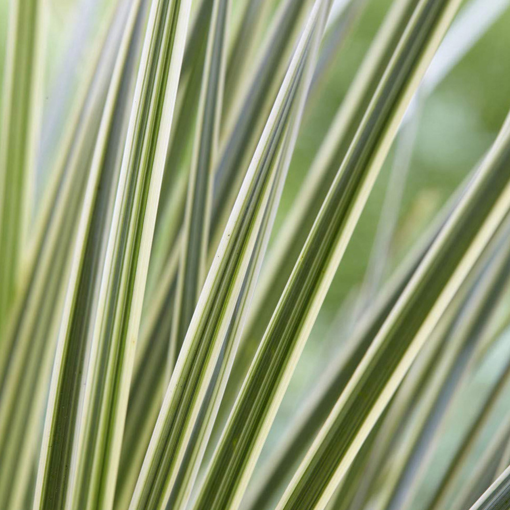 Thompson and Morgan Lomandra White Sands Potted Plant 9cm 3 Pack Image 7