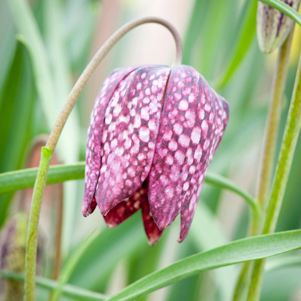Thompson and Morgan Fritillaria Meleagris Mix Autumn Planting Bulb 160 Pack Image 2