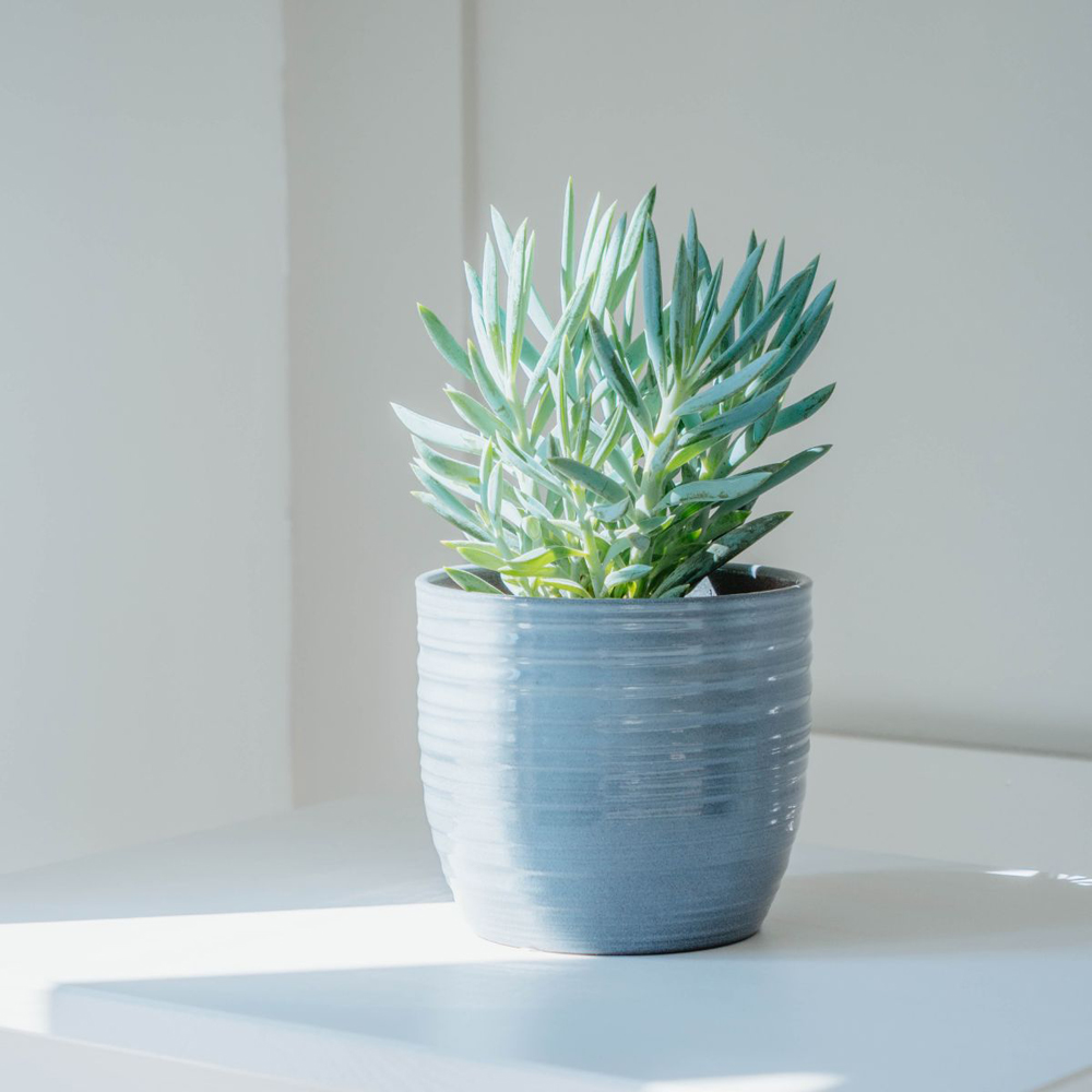 Thompson and Morgan New Home Houseplant Collection Plant Pot 12cm 8 Pack Image 6