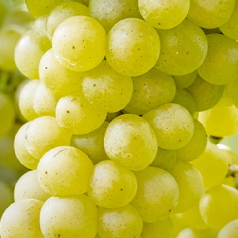 Thompson and Morgan Grape Vitis Chardonnay Potted Plant 10.5cm Image 2