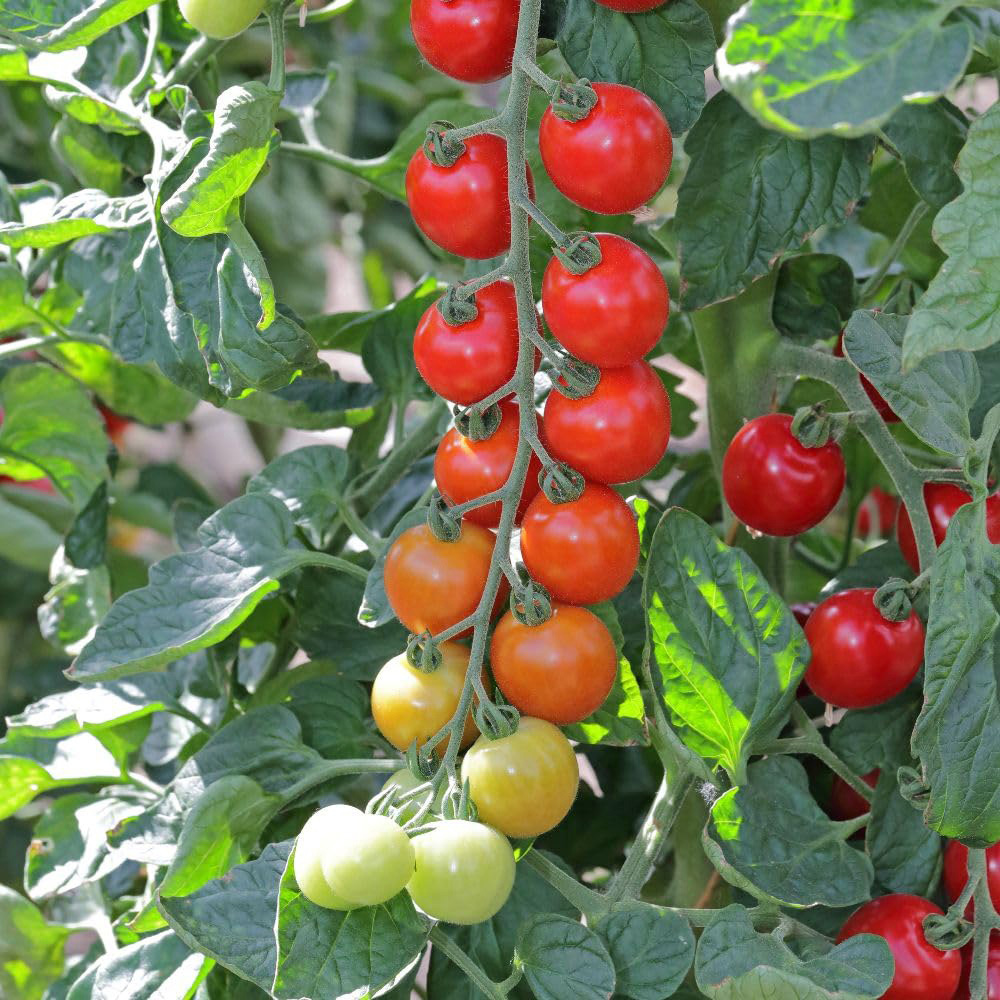 Thompson and Morgan Tomato Toddler F1 Seed Packet Image 2