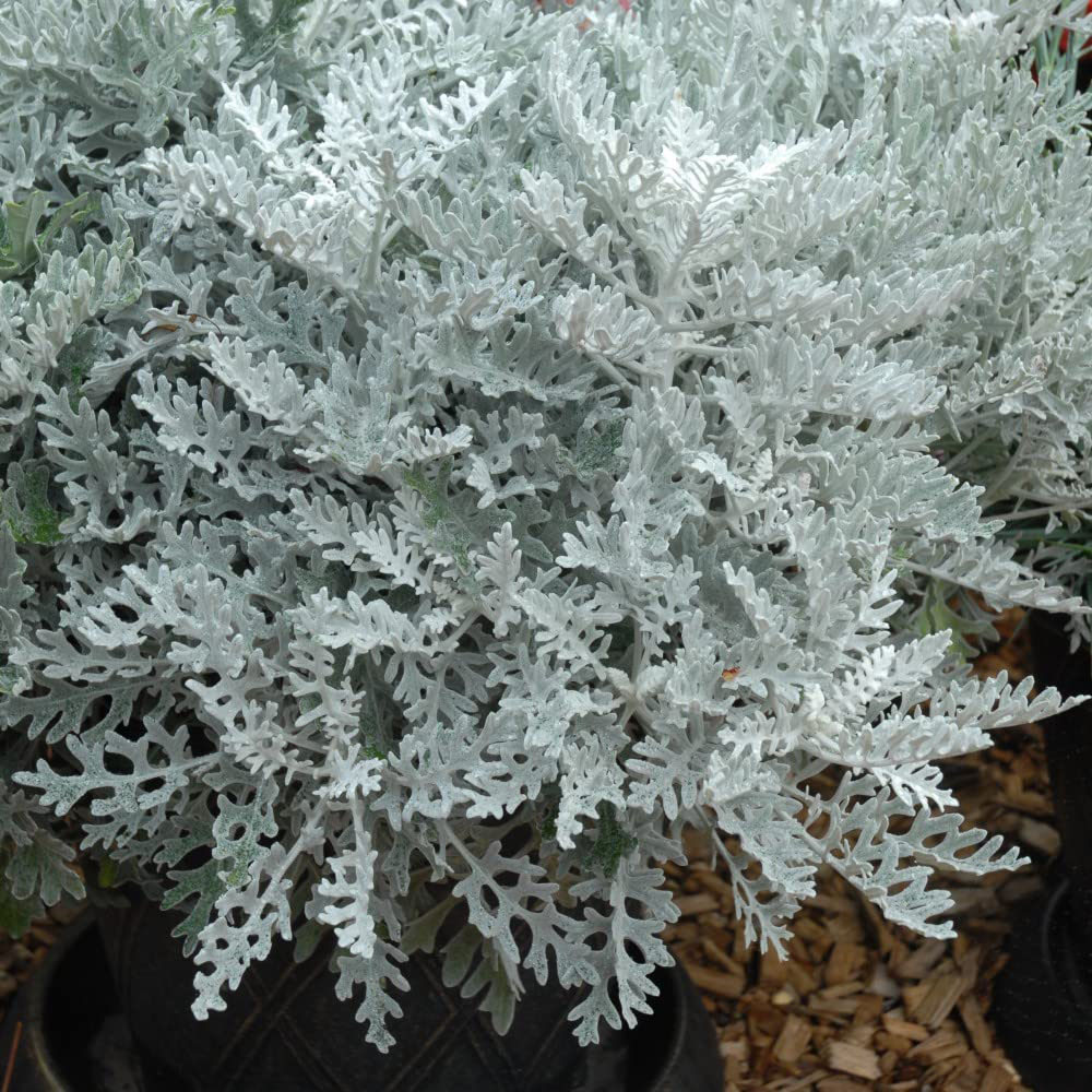 Thompson and Morgan Cineraria Silver Dust Garden Ready Plant 15 Pack Image 2