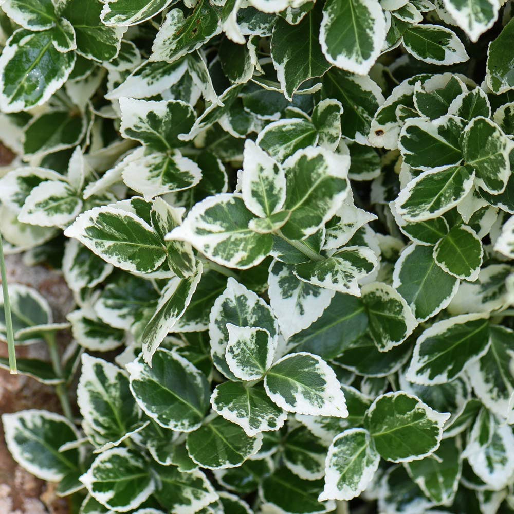 Thompson and Morgan Euonymus Fortuneii Emerald Gaiety Plant Pot 3L Image 2