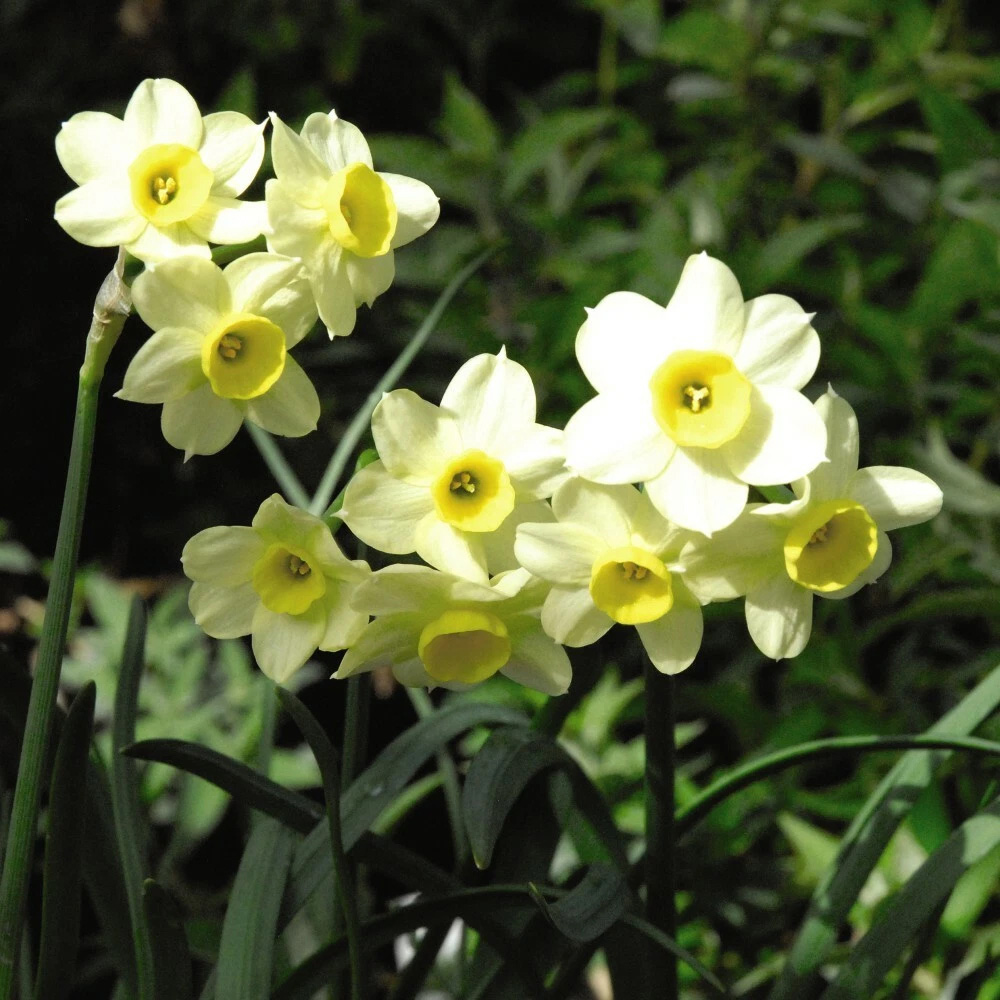 Thompson and Morgan Daffodil Minnow Planting Bulb 40 Pack Image 5