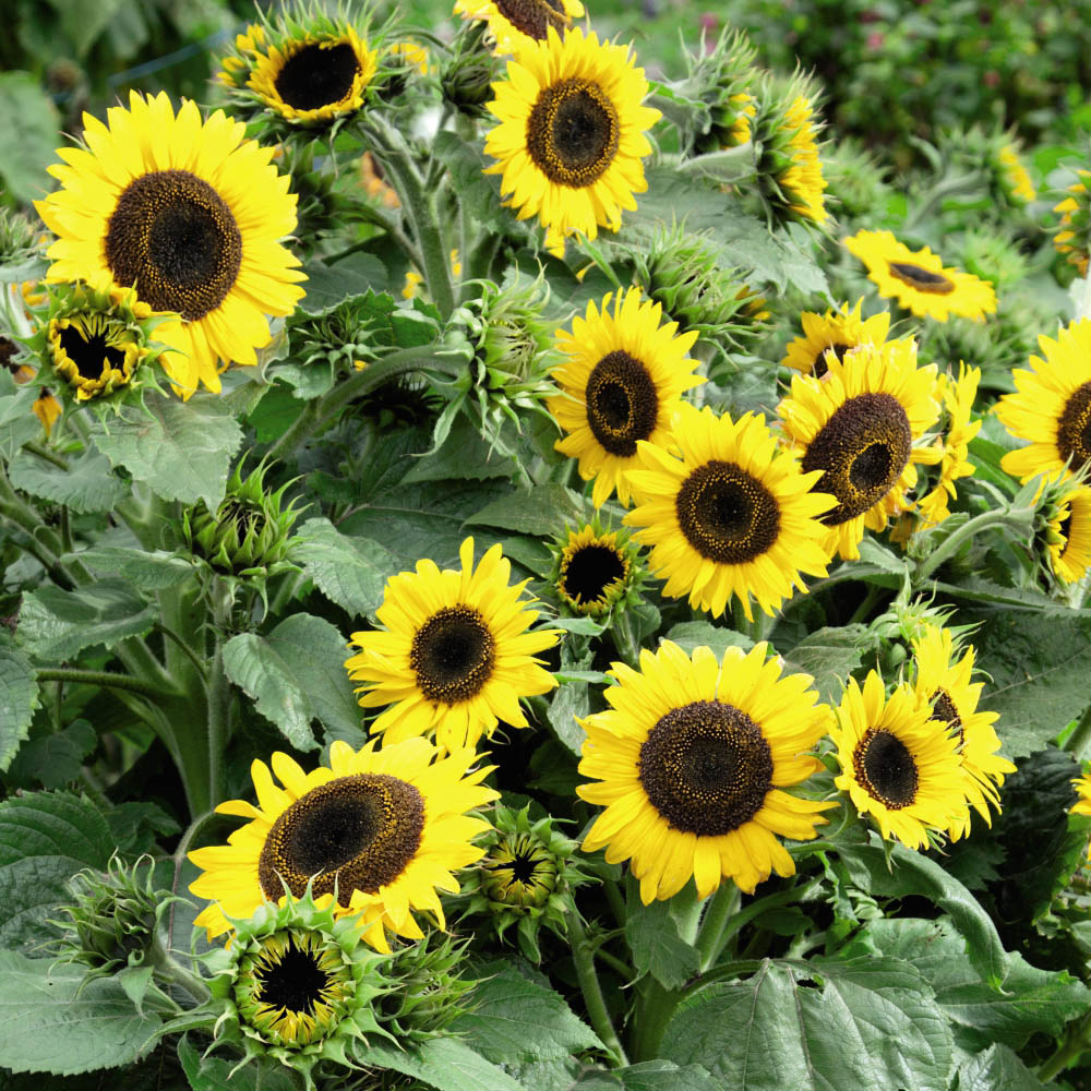 Thompson and Morgan Sunflower Waooh! Seeds Image 2