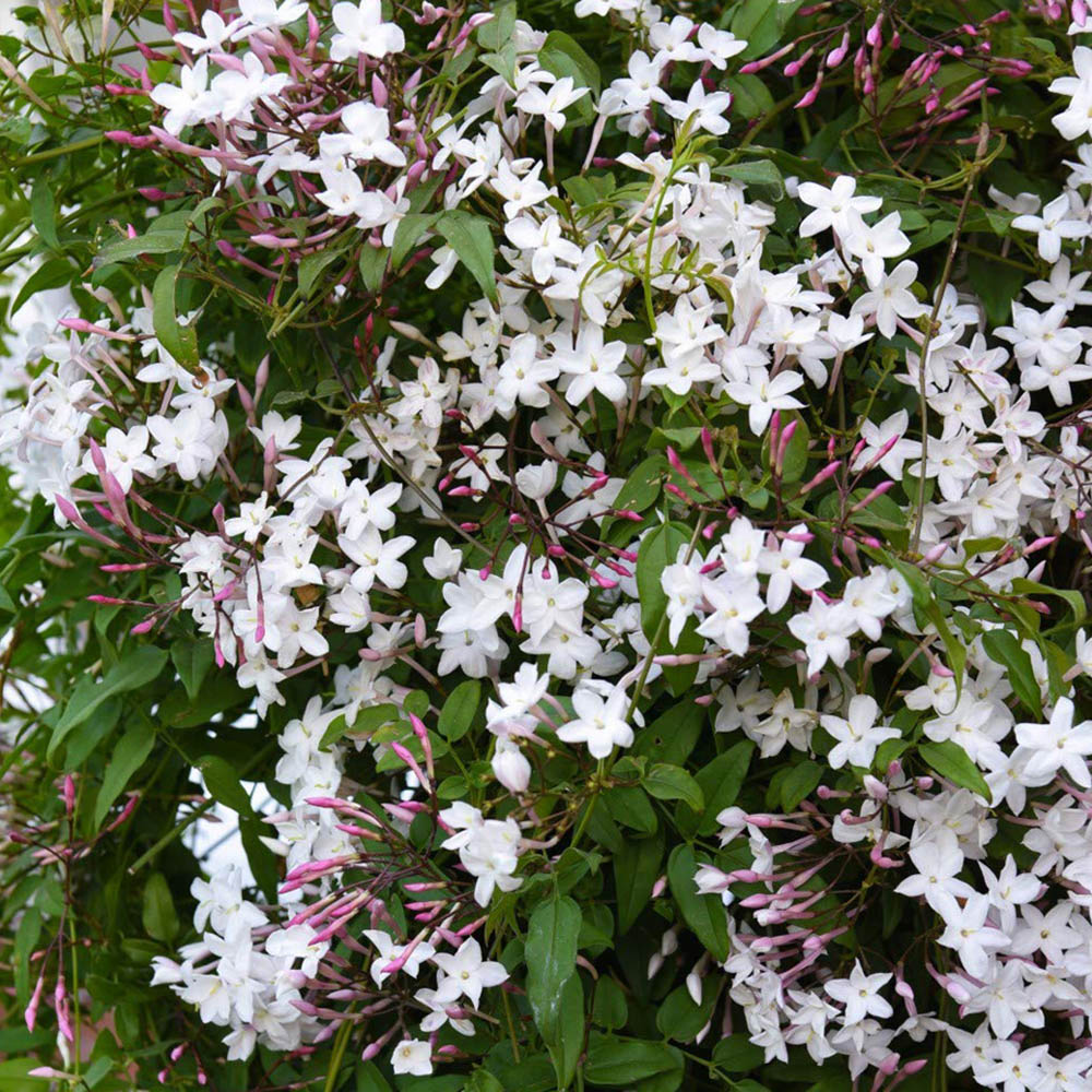 Thompson and Morgan Jasminum Polyanthum Starry Starry Night Plant Pot 9cm 2 Pack Image 3