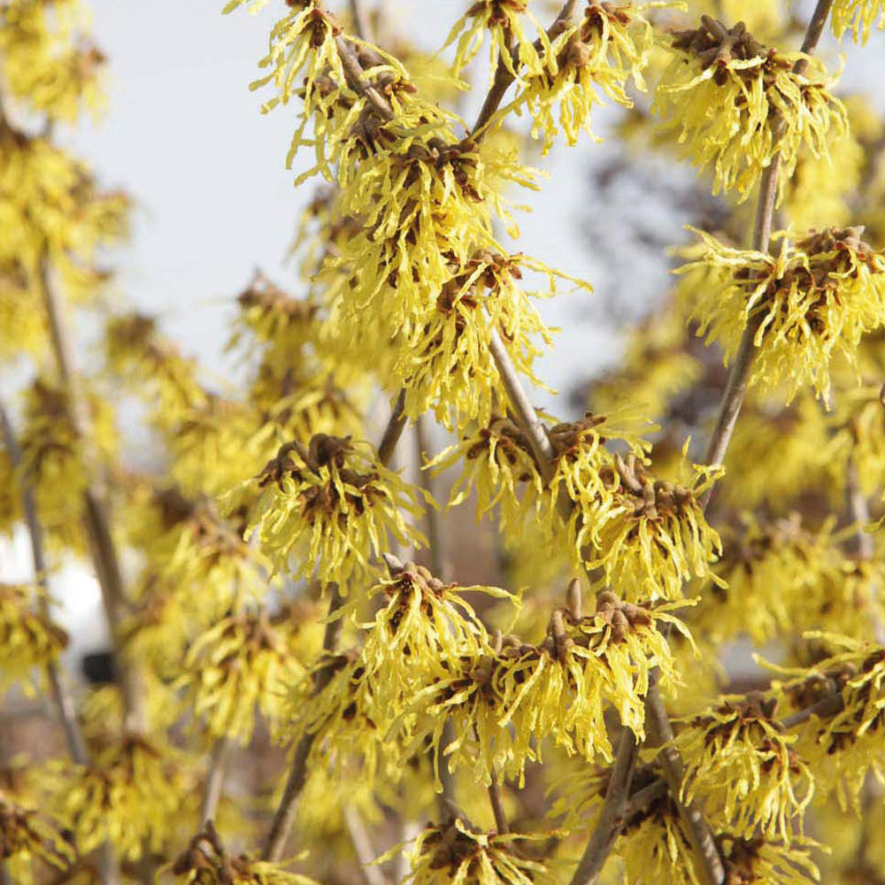Thompson and Morgan Hamamelis Witch Hazel Arnold Promise Plant Pot 9cm Image 2