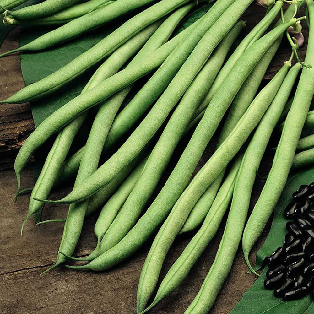 Thompson and Morgan Bean French Climbing Cobra Multi Sown Garden Ready Plant 15 Pack Image 1