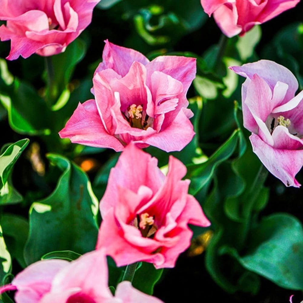 Thompson and Morgan Tulip Miss Elegance Planting Bulb 8 Pack Image 4