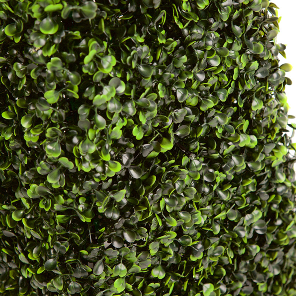 3ft Boxwood Pyramid Tree Image 5