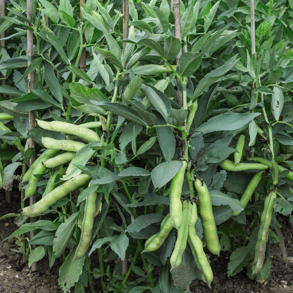 Thompson and Morgan Broad Bean Luz De Otono Garden Ready Plant 15 Pack Image 3