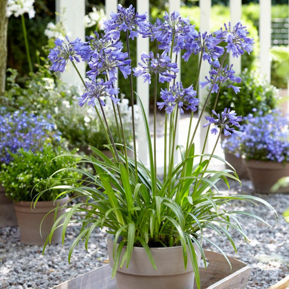 Thompson and Morgan Agapanthus Ever Duo Plant Pot 9cm 2 Pack Image 2