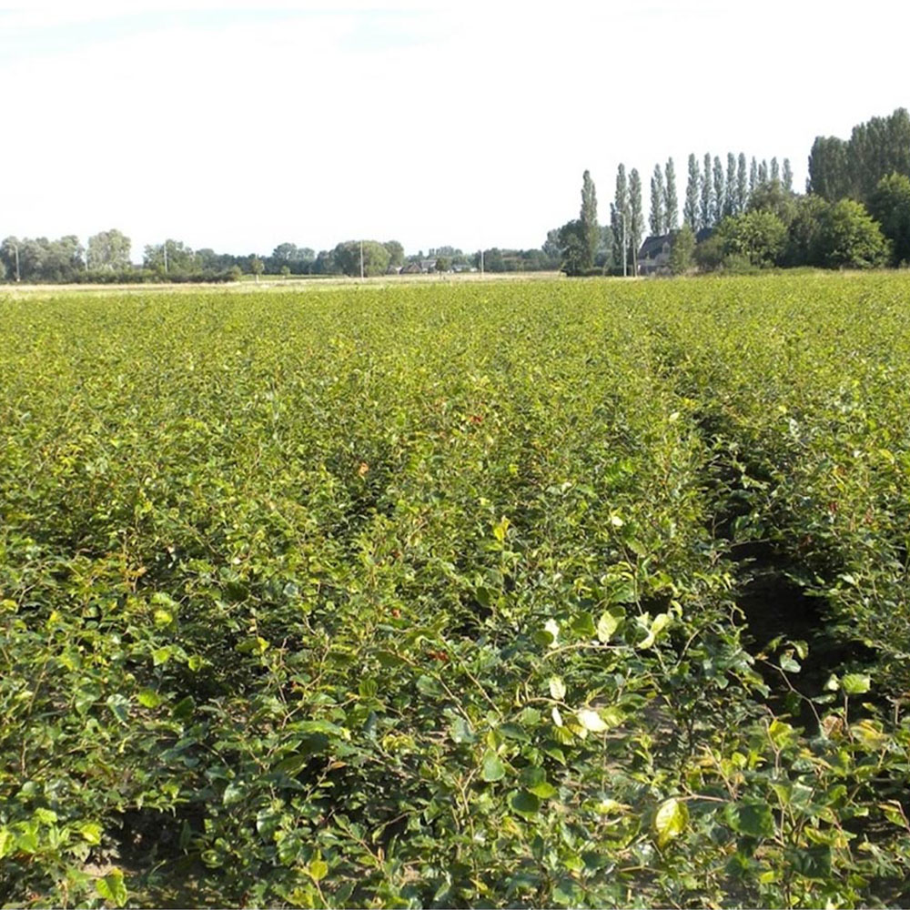 Inspirational Gifting Green Beech Semi-Evergreen Bare Root Hedge Plant Sapling 30-60cm 10 Pack Image 2