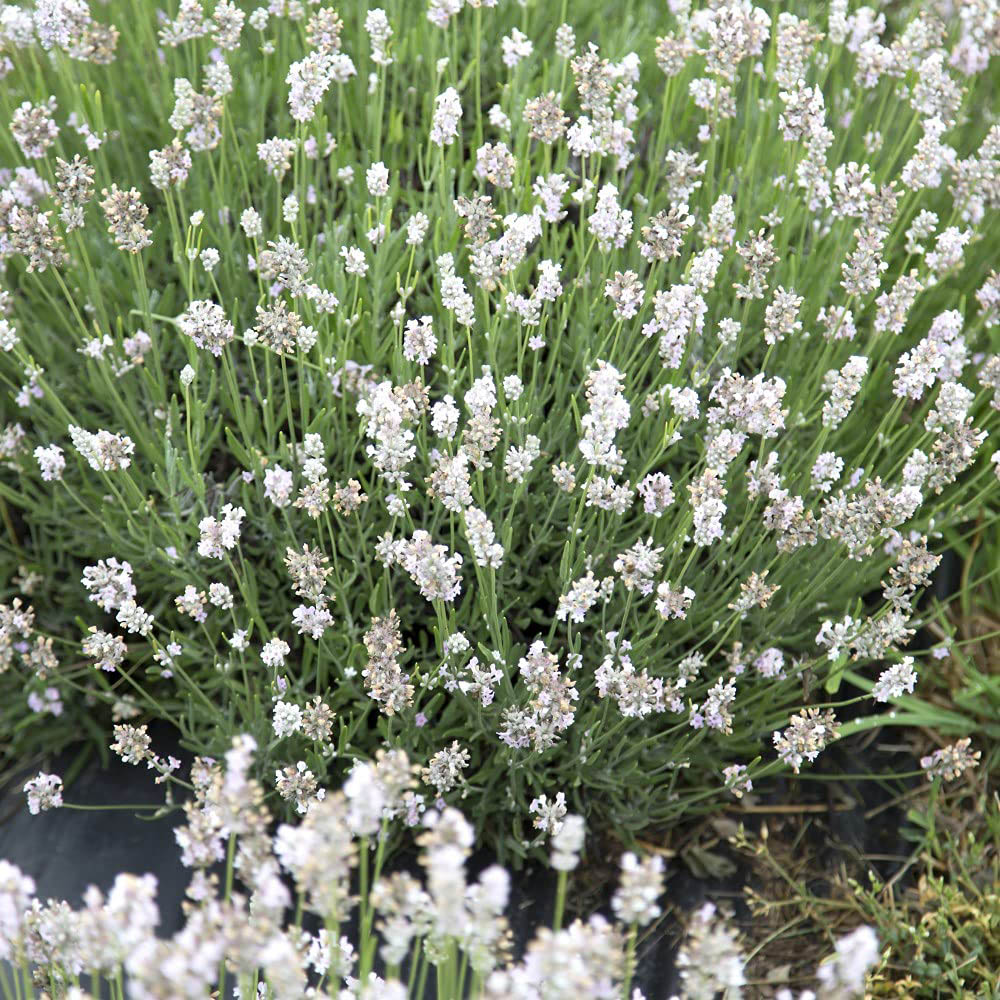 Thompson and Morgan Lavandula Lavender Angustifolia Arctic Snow Plant Pot 9cm 3 Pack Image 5