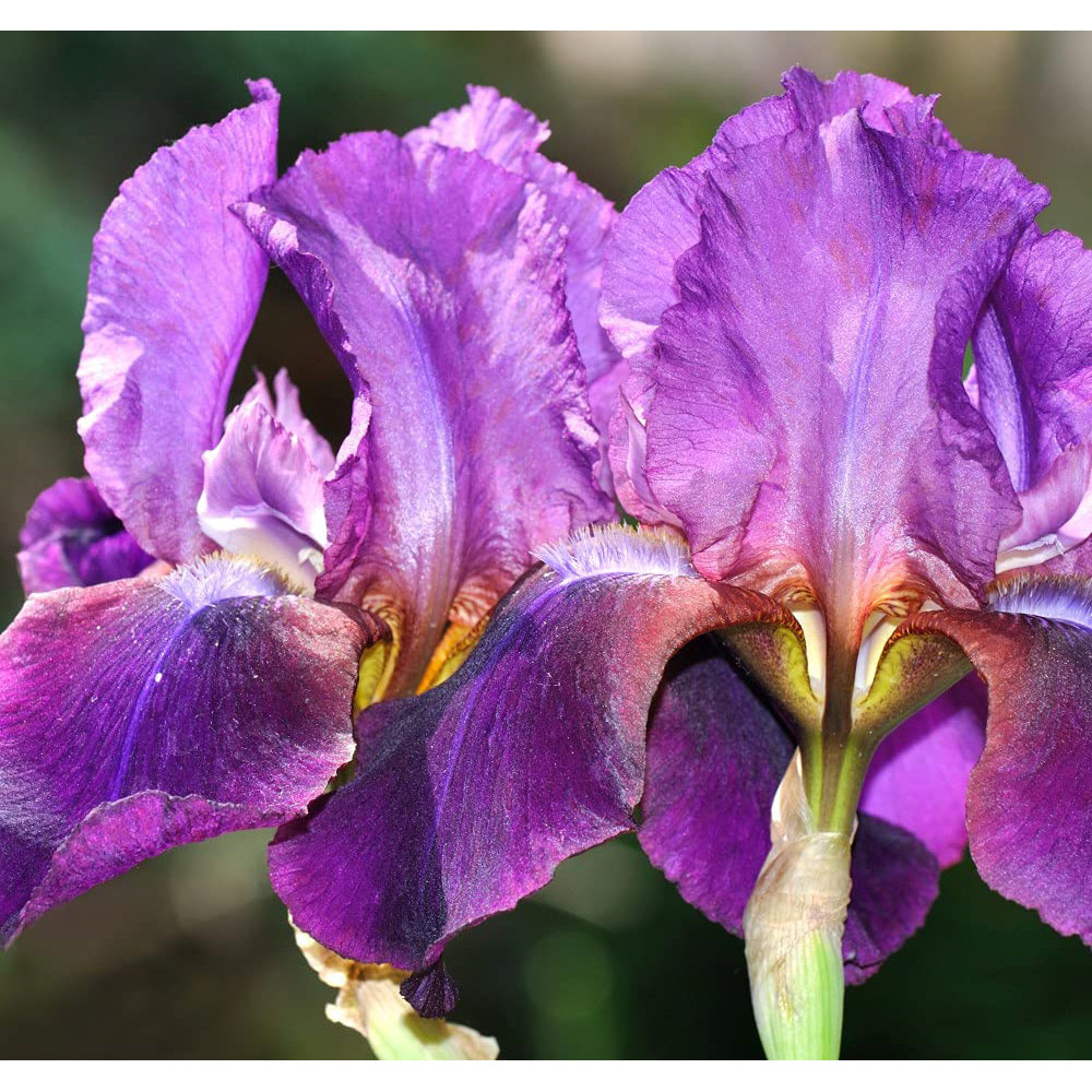 Thompson and Morgan Iris Cantina Rhizome Image 2