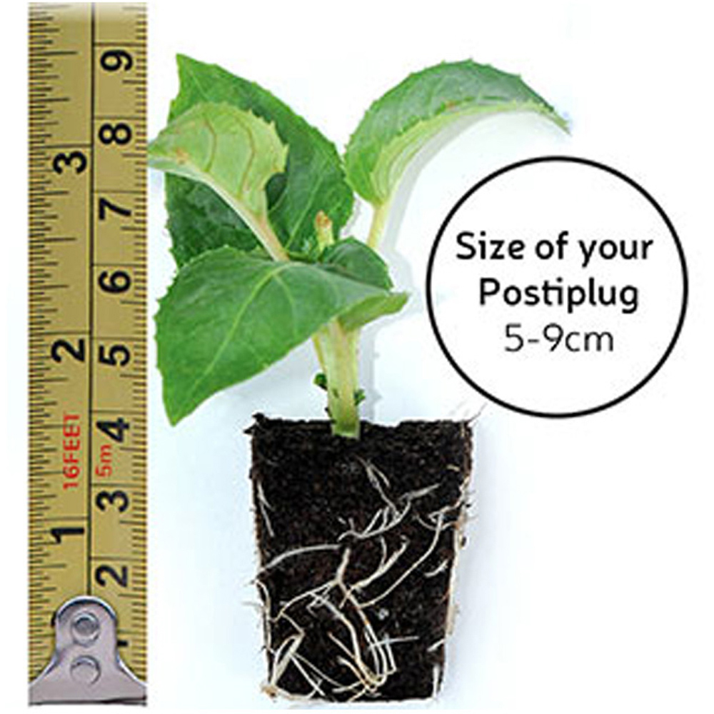 Thompson and Morgan Petunia Deep Red Trailing Surfinia Postiplug Plant 20 Pack Image 5