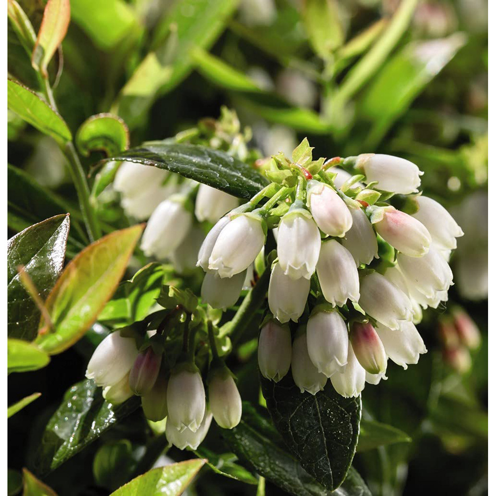 Thompson and Morgan Blueberry Vaccinium Darrow Plant Pot 3L Image 3